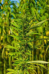 Closeup of green medical cannabis plant