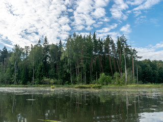 picture overlooking the lake on a sunny summer day, the sky and the reflections of trees on the water