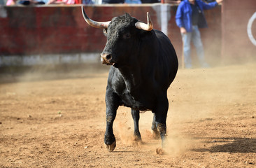 toro en españa corriendo en una plaza de toros en un espectaculo tradicional