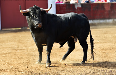 toro en españa corriendo en una plaza de toros en un espectaculo tradicional