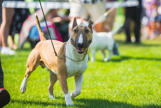 Beautiful bull terier dog during a dog show on a leash