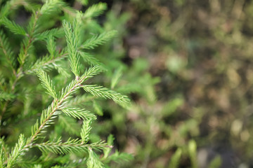 Summer background view from above. Fir tree branch on a blurred background of sunlight