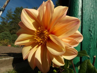 Naklejka premium KODAK Digital Still Camera