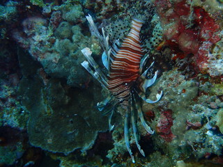 Lion fish in under deep ocean