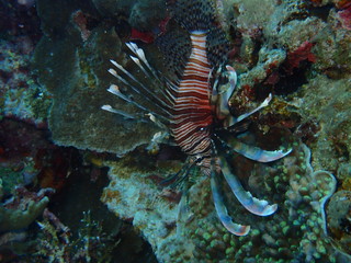 Lion fish in under deep ocean 