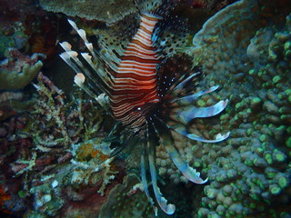 fish in aquarium