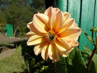 KODAK Digital Still Camera