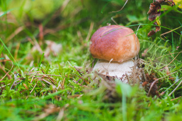 A beautiful young  Boletus edulis fungus mushroom close up surrounded by green moss and grass , growing in the forest