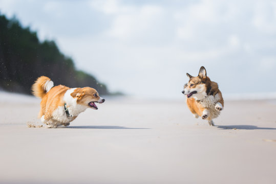 Two welsh corgi pembroke dogs playing on a beach on a sunny day. Funny picture