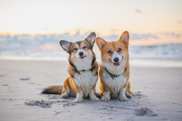 Two welsh corgi pembroke dogs sitting next to each other on the beach at the seaside, very happy during vacations
