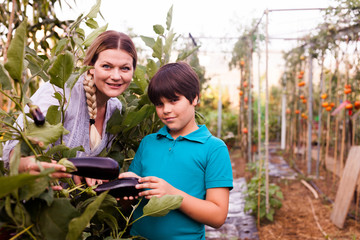 Portrait of female gardener and little boy looking harvest of eggplants