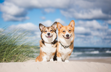 Two welsh corgi pembroke dogs sitting next to each other on the beach at the seaside, very happy...