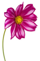 cosmos flower isolated