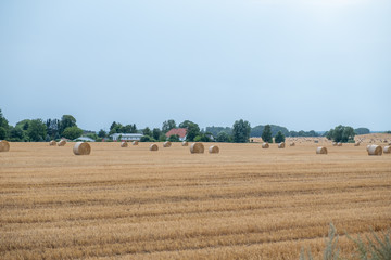 Fototapeta premium Round straw bales after harvesting in a field during the day.