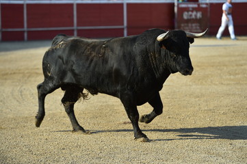 toro español en un tradicional espectaculo en una plaza de toros