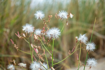 withered thistle on a dune at the Baltic Sea