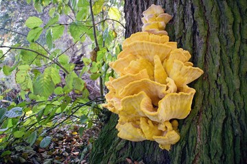 Crab-of-the-woods, sulphur polypore, sulphur shelf or chicken-of-the-woods. Laetiporus sulphureus...