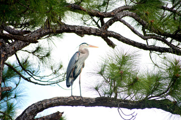 Great Blue Heron in Pine Tree