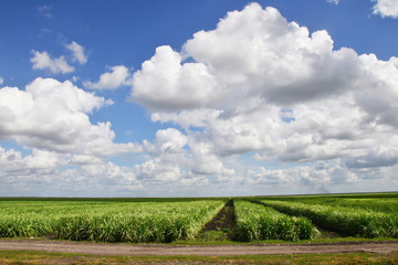 Sugar Cane Fields