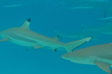 requin pointe noire dans le lagon de moorea - polynesie francaise