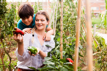 Woman gardener with boy picking harvest of  peppers  in  sunny hothouse