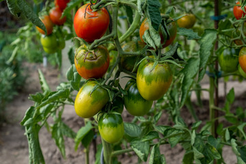 home-grown red, ripe and green tomatoes on the shrub in the garden