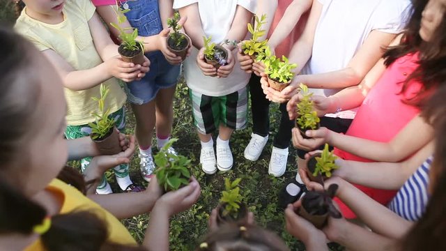 Children's hands holding sapling with plants