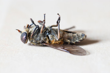 Makroaufnahme einer toten Fliege die auf dem Rücken liegt