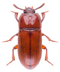 Uloma culinaris is a darkling beetle in the family Tenebrionidae. Isolated orange darkling beetle on white background.