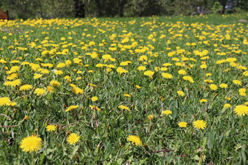 Nature Threes Flowers