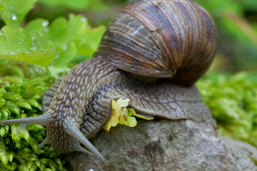 Burgundy snail from Istra, Croatia