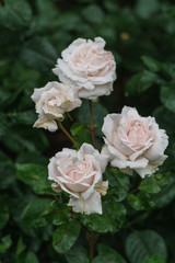 Beautiful delicate pink and white rosebuds in the garden.