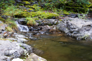 stream in forest