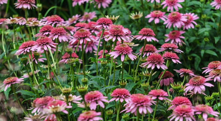 Beautiful pink echinacea flowers on a flowerbed in a city park.