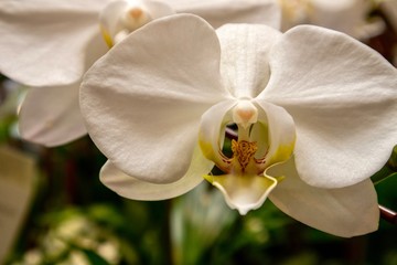 White orchid flower close up 