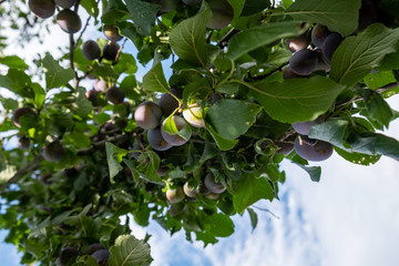 many ripe plums hang heavily on a branch and are ready to be picked.