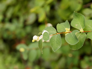 Symphorine blanche aux rameaux brunâtres garnis en automne de petites baies globuleuses blanc neige et rose entre les feuilles ovales, velues, vert bleuté
