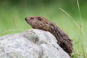Groundhog (Woodchuck) on Rock