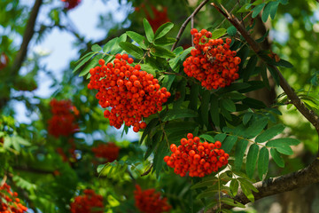 Bunches of red mountain ash on branches. Autumn landscape.