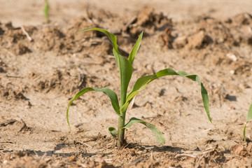 Young Corn Plant