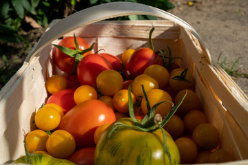 freshly harvested yellow, green, orange tomatoes in a basket