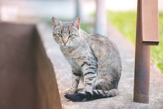 Portrait of a beautiful street striped kat with green eyes sits.