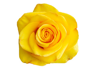 Yellow rose isolated on white background.