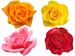 four roses of different colors on a white background.