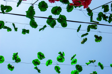 Flores de plástico coloridas para os arraiais tradição da ilha da Madeira