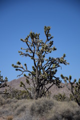 Joshua Tree