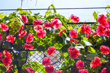 Flores de pl&aacute;stico coloridas para os arraiais tradi&ccedil;&atilde;o da ilha da Madeira
