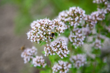 Obraz premium bees seeds on small white bleeds pollen