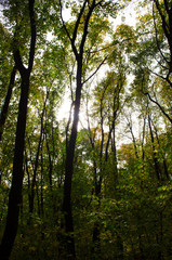 Obraz premium trees in the forest