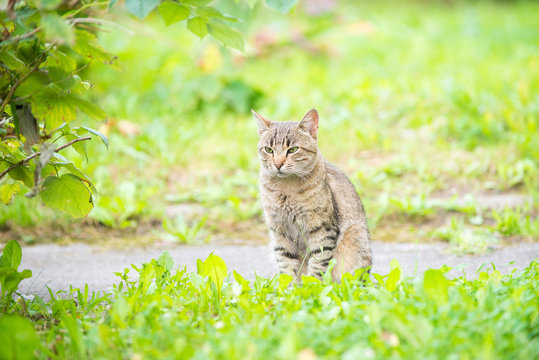 Portrait of a beautiful street striped kat with green eyes sits.